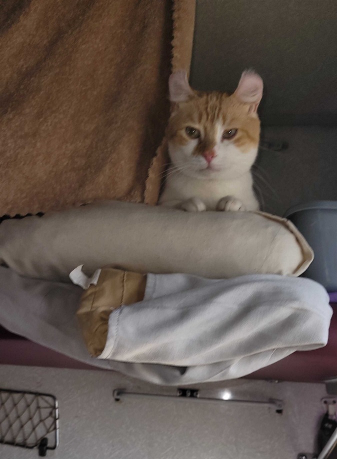 Yulia’s cat Richard in the evacuation train