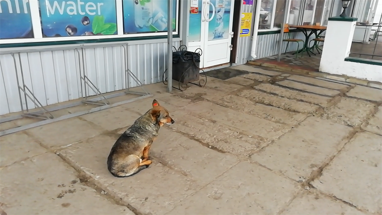 My colleagues and I always feed this dog on our way to a shooting. Novoaidar.