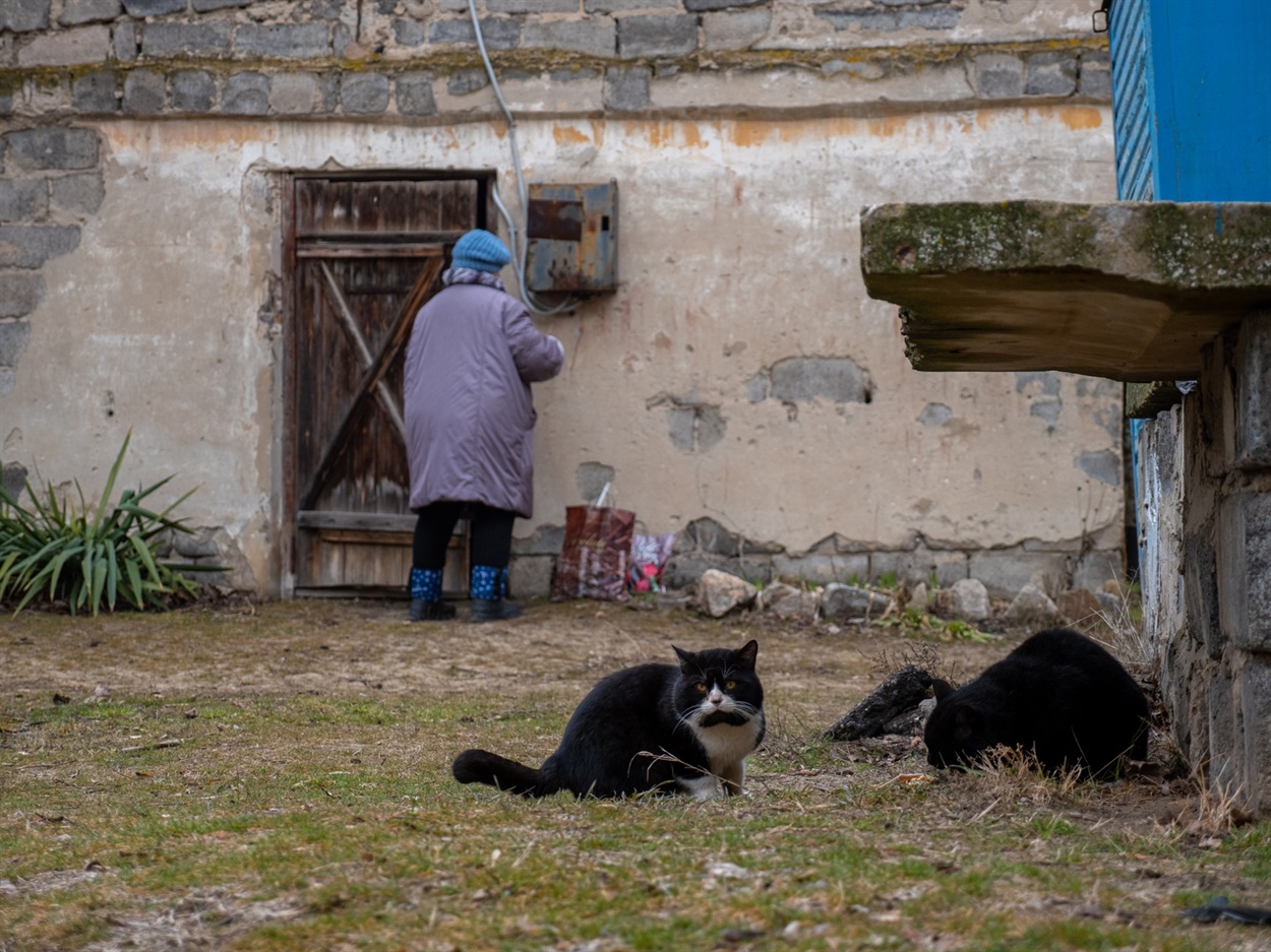 Street cats, Schastia 